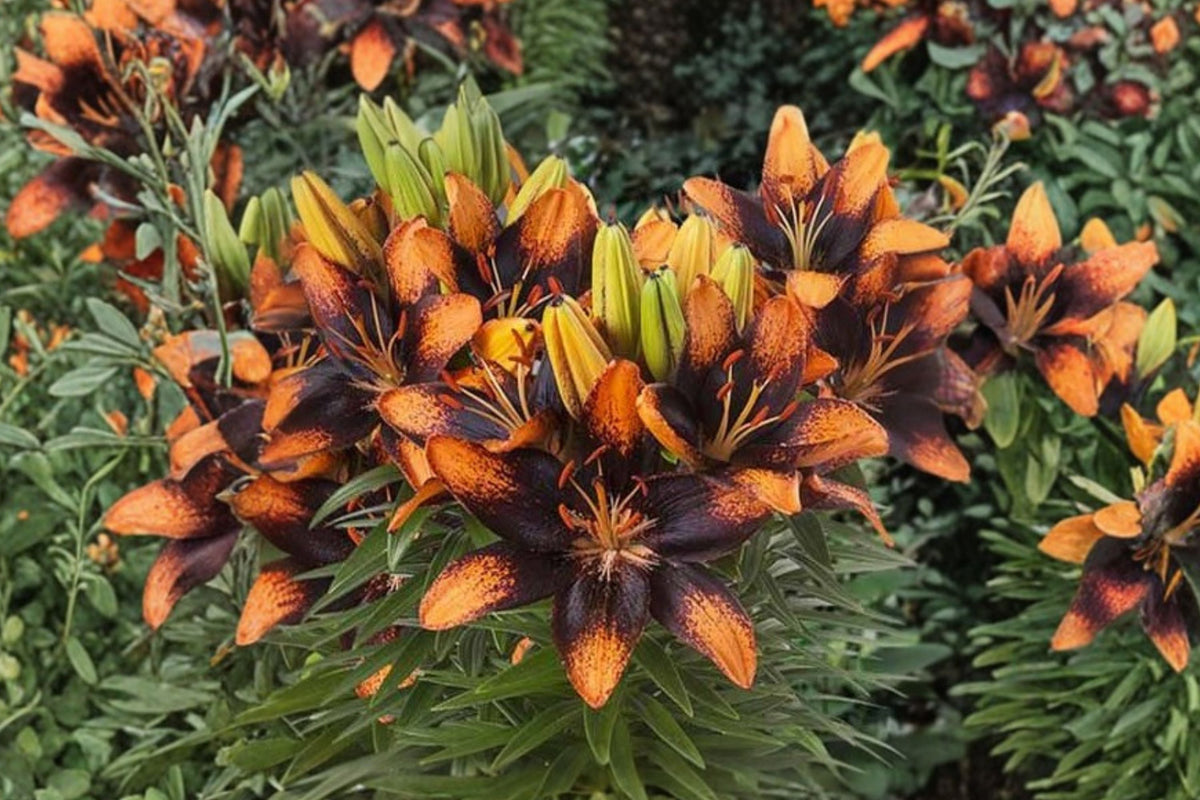 Lilium A 'Trendy Las Palmas' | Bi-Color Asiatic Lily Bulb | Orange & Black Compact Perennial