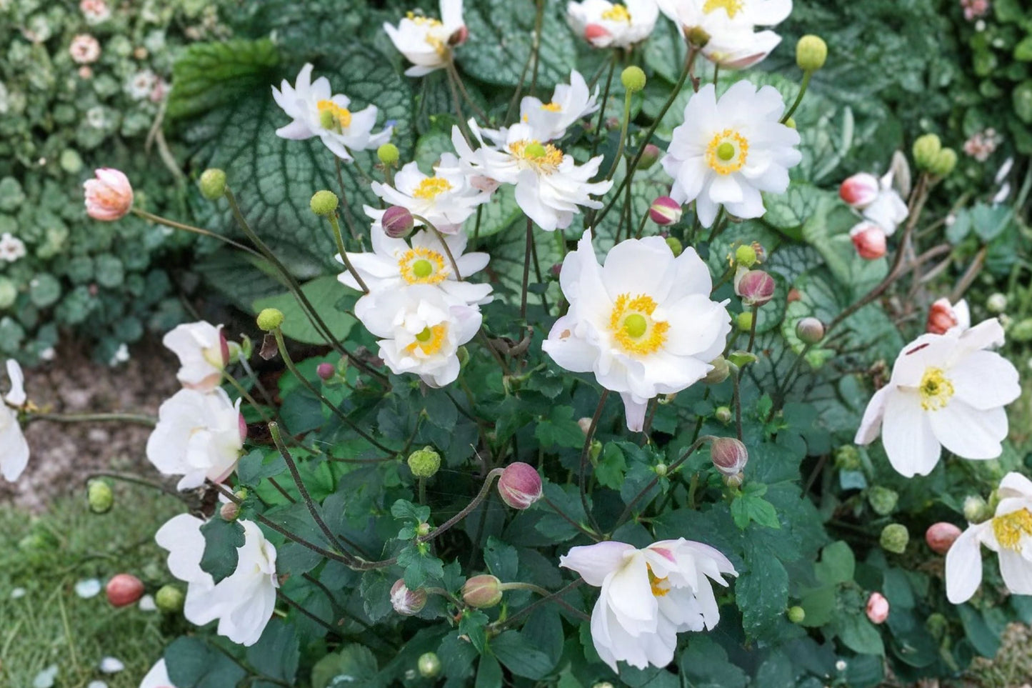 Anemone 'Fantasy Snow Angel' | White Semi-Double Windflower Perennial | 4.5 Inch Pot