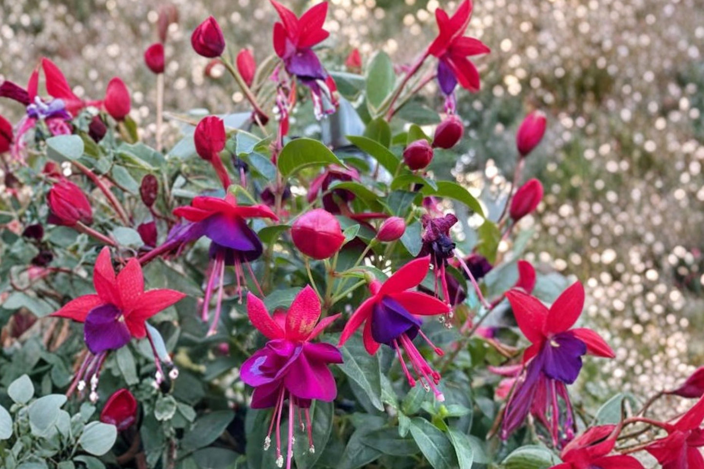 Fuchsia 'Santa Claus' Hardy Perennial Live Plant | Red & Purple Flowers | 1 Gallon Pot