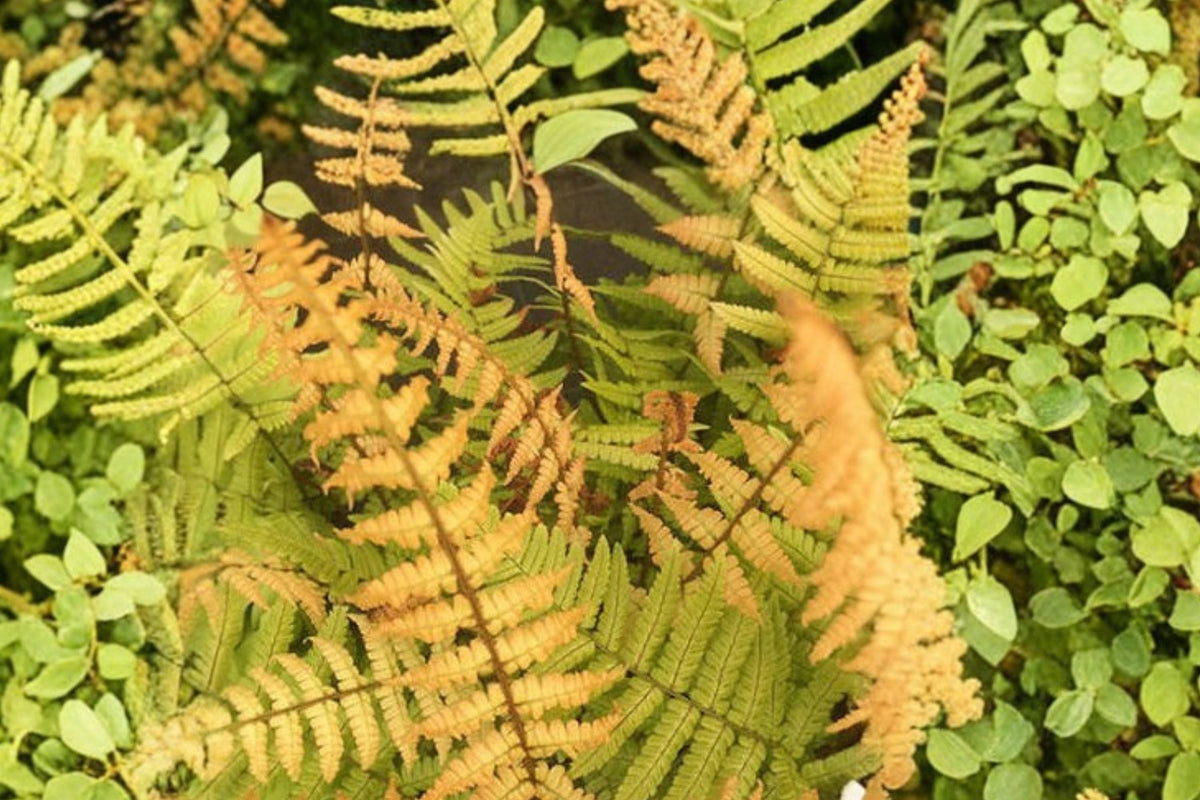 Dryopteris wallichiana 'Jurassic Gold' | Gold Wallich's Wood Fern | Hardy Shade Perennial | 3.5 Inch Pot