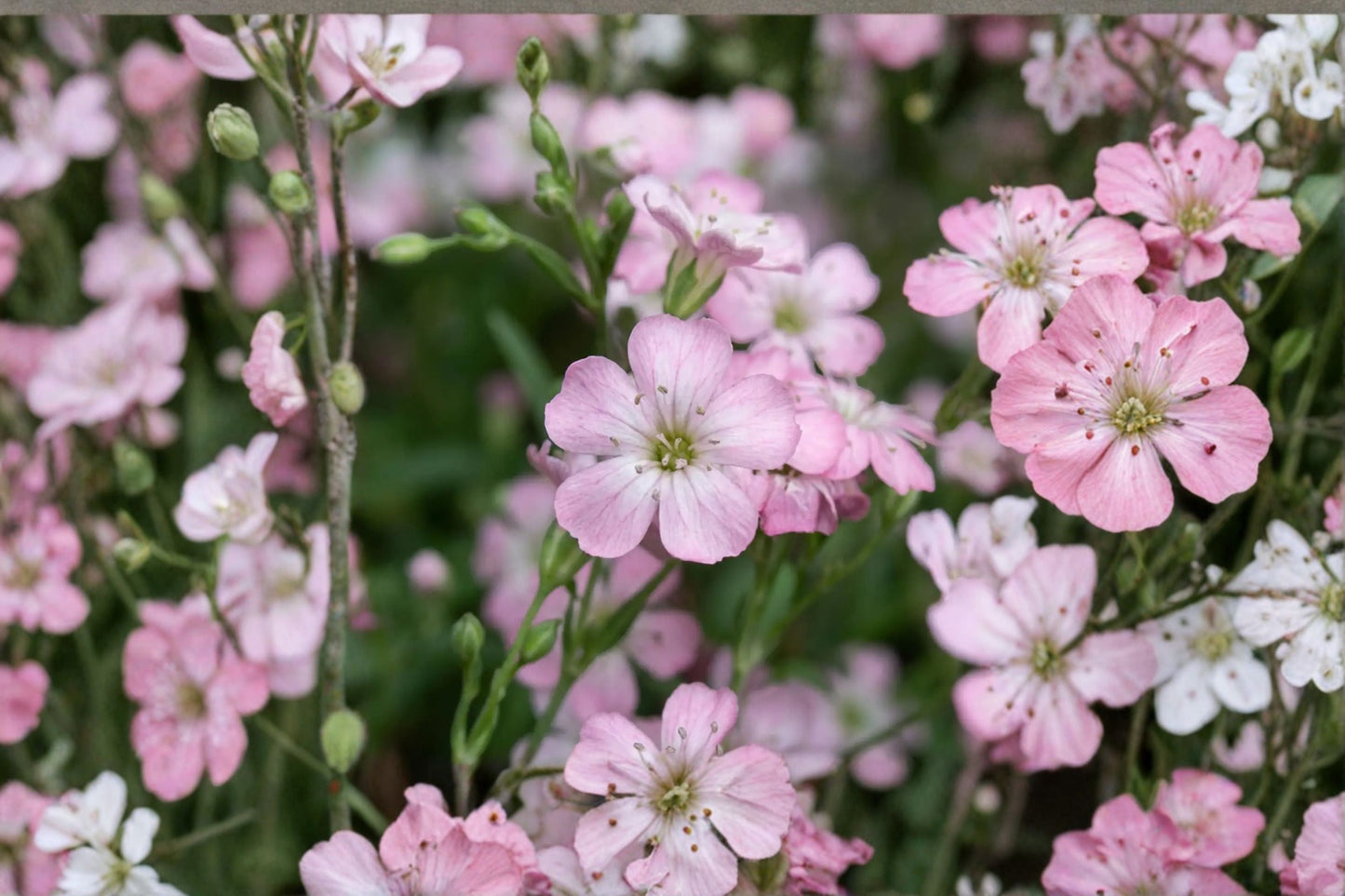 Gypsophila repens 'Rosea' | Pink Baby's Breath | Clumping Groundcover Perennial | Rock Garden Plant | Drought Tolerant