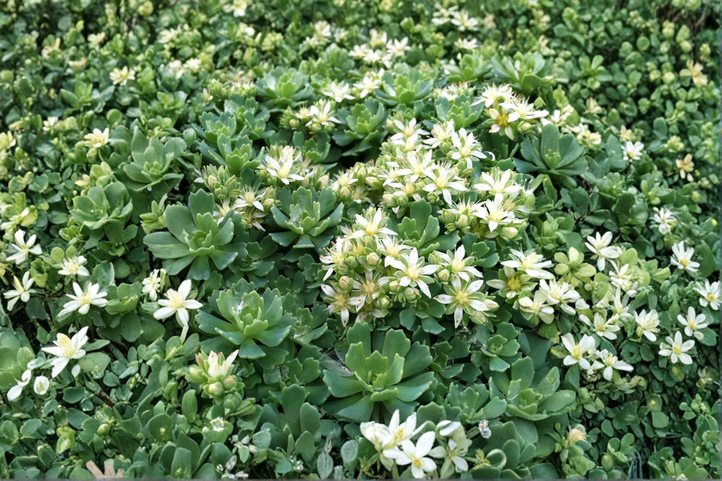Sedum pachyclados | White Diamond Stonecrop | Hardy Evergreen Succulent Groundcover