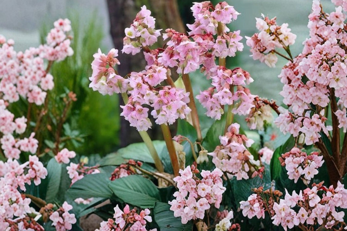 Bergenia 'Baby Doll' - Evergreen Perennial with Pink Flowers | Deer Resistant Shade Plant