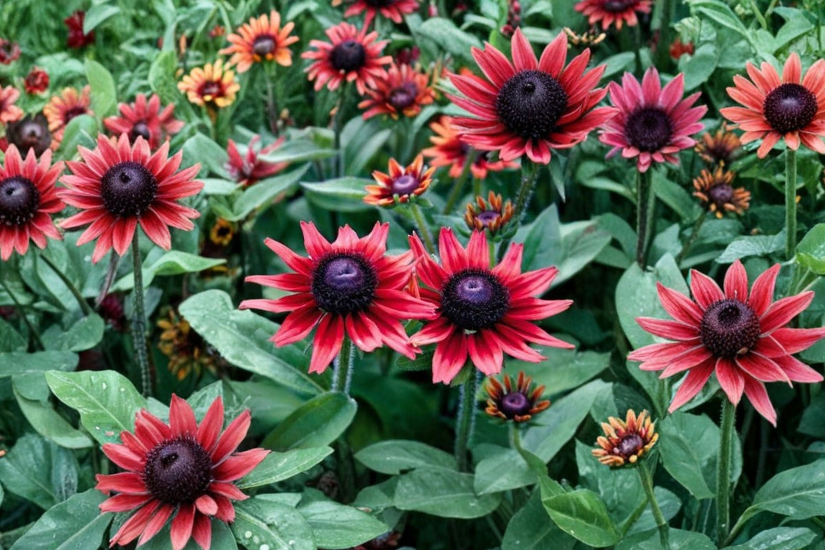 Rudbeckia 'Cherry Brandy' | Red Black Eyed Susan | Pollinator Perennial | 4" Live Plant