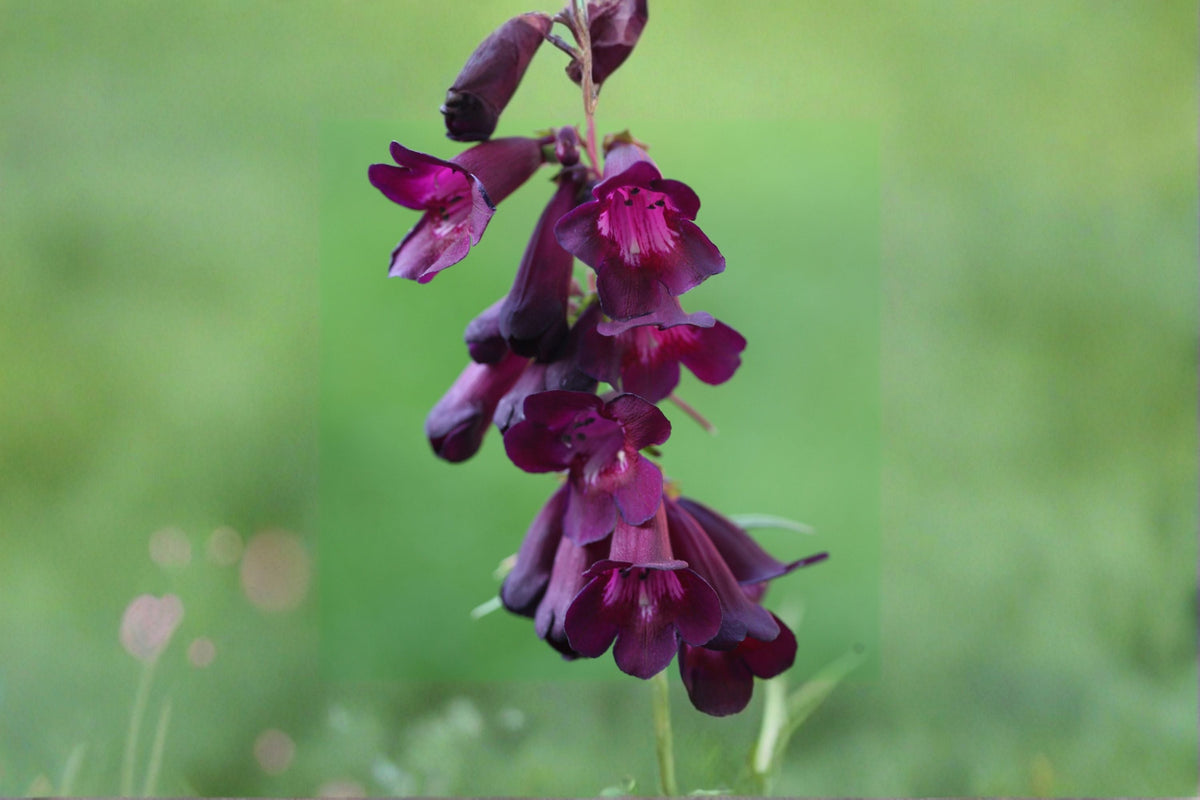 Penstemon 'Raven' Beardtongue - Dark Purple Flowers Pollinator Perennial 1 Gallon