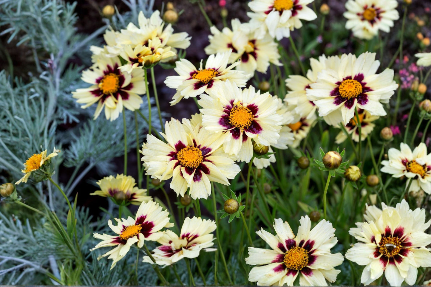 Coreopsis 'Uptick Cream and Red' | Dwarf Tickseed Perennial | Cream and Red Flowers | Deer Resistant Pollinator Plant