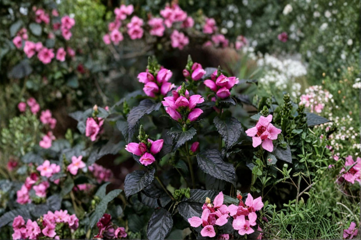 Chelone Tiny Tortuga™ | Dwarf Pink Turtlehead Perennial | Shade & Pollinator Garden Plant