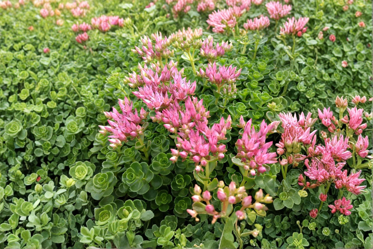 Sedum spurium 'John Creech' Stonecrop Succulent - Evergreen Drought Tolerant Groundcover with Pink Flowers