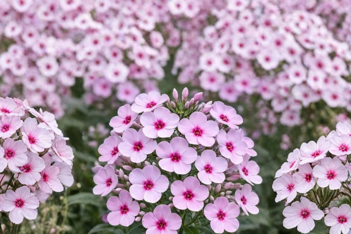 Phlox 'Bright Eyes' - Fragrant Pink Garden Phlox Perennial in 1 Gallon Pot or Bareroot
