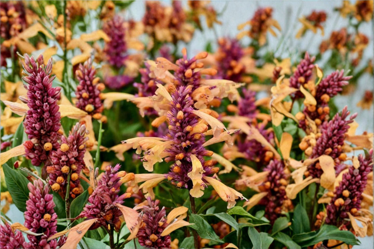 Agastache 'Peachie Keen' | Hummingbird Mint | Peach Orange Hyssop | Drought Tolerant Perennial in 1 Gallon Pot