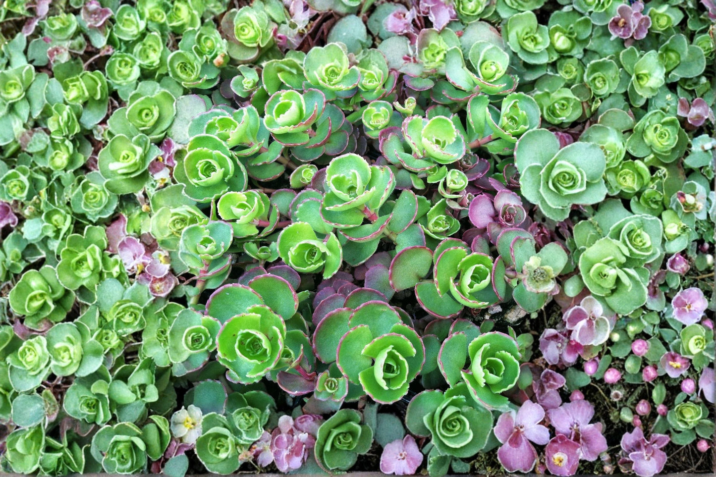 Sedum 'Dark Dragon' Stonecrop Succulent | Red Foliage Evergreen Groundcover | Drought Tolerant Plant