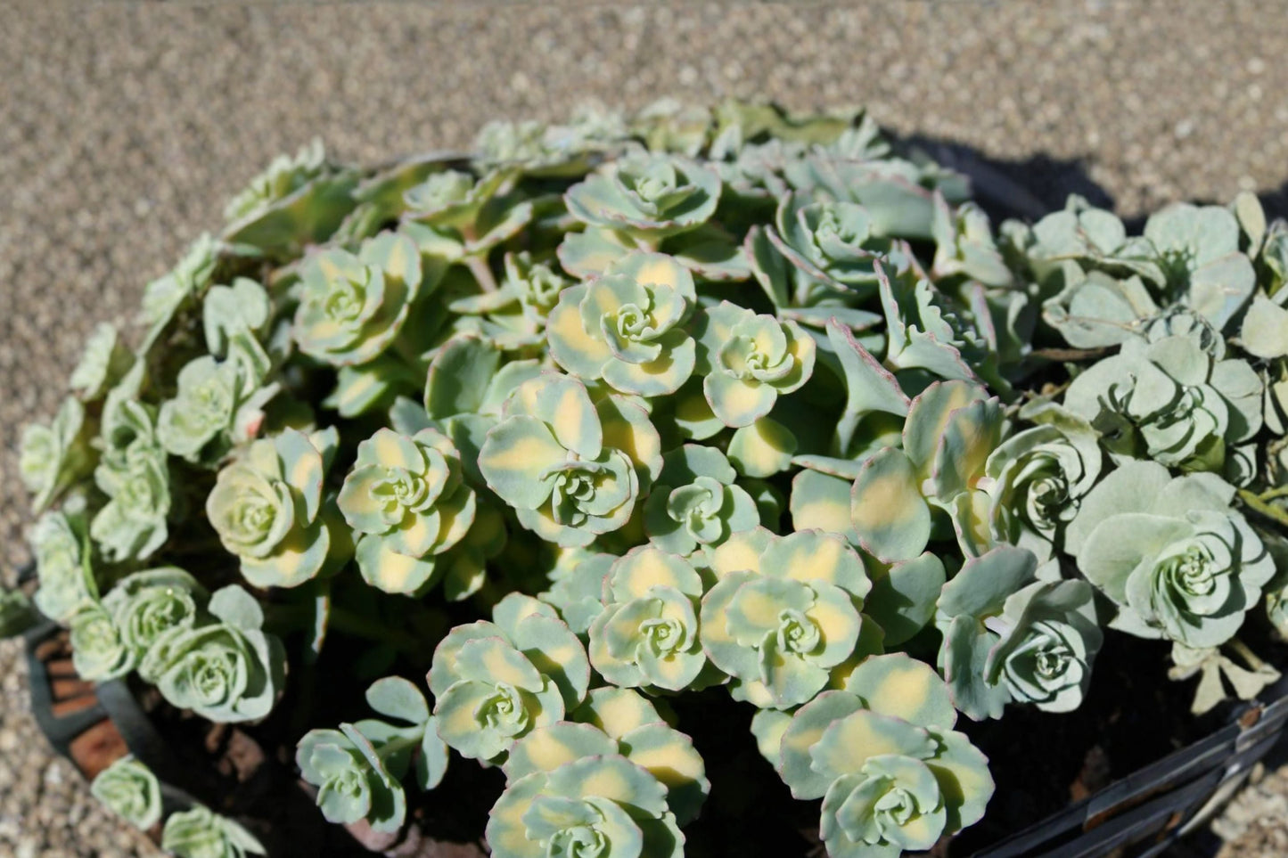 Sedum sieboldii 'Mediovariegatum' | Variegated Stonecrop Succulent with Pink Flowers