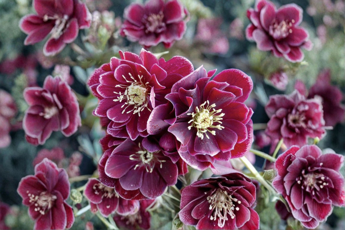Lenten Rose 'Amethyst Gem' | Winter Jewels Hellebore | Evergreen Shade Perennial