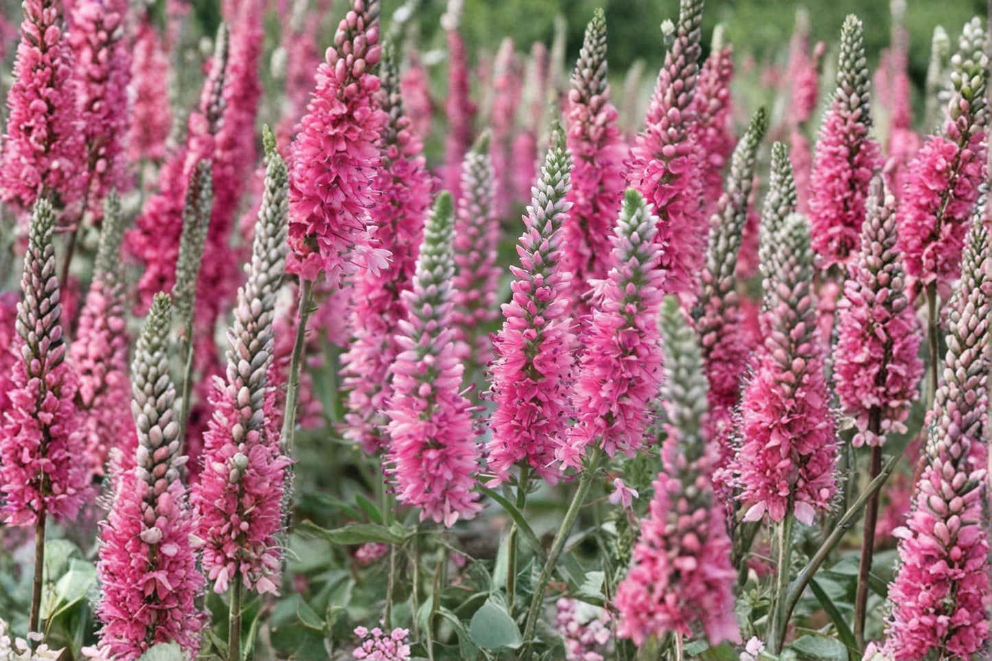 Veronica 'Red Fox' | Red Speedwell Perennial | Rose Pink Flower Spikes | Pollinator & Deer Resistant | 1 Gallon Live Plant