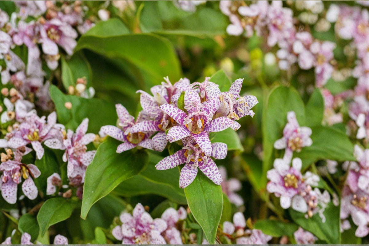 Tricyrtis 'Seiryu' Toad Lily - Shade Loving Perennial with Orchid-Like Lavender Blue Flowers
