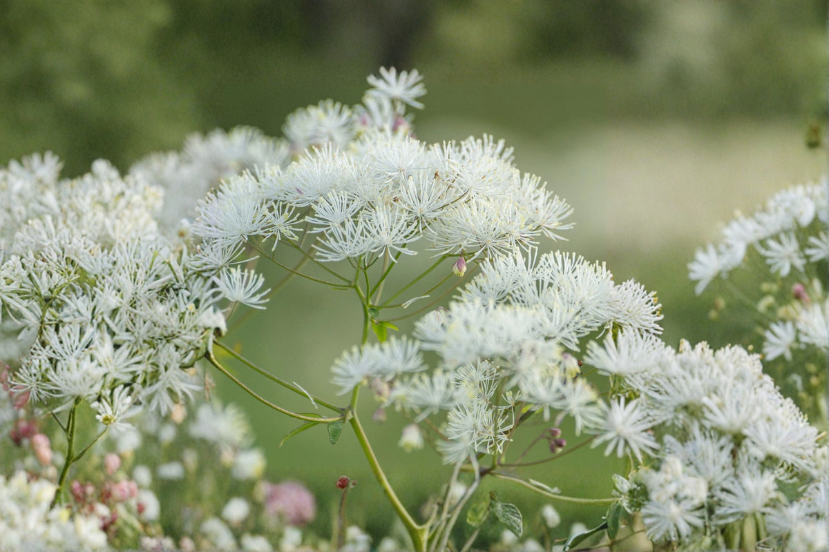 Thalictrum 'Nimbus White' | Meadow Rue Perennial | White Flowering Tall Cottage Garden Plant