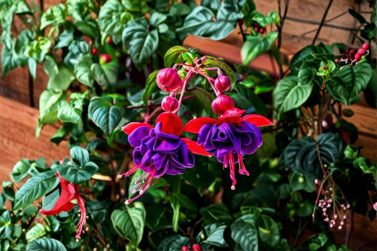 Fuchsia 'Tricolor' | Hardy Variegated Fuchsia with Red & Violet Flowers | Long Blooming Perennial