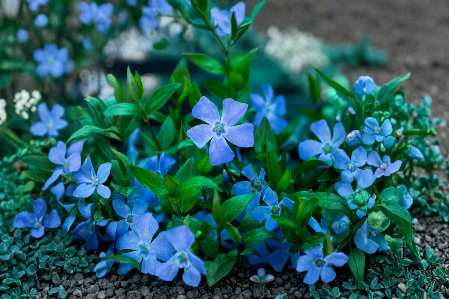 Vinca minor Trio | Periwinkle 'Alba', 'Merlot' & 'Bowles Blue' Evergreen Groundcover