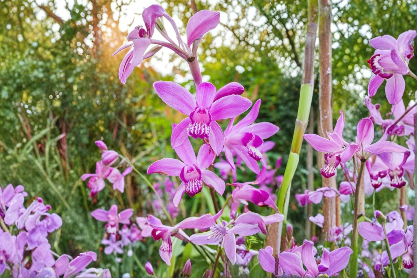 Bletilla striata 'Yokohama' | Chinese Ground Orchid | Hardy Shade Perennial with Pale Pink Flowers