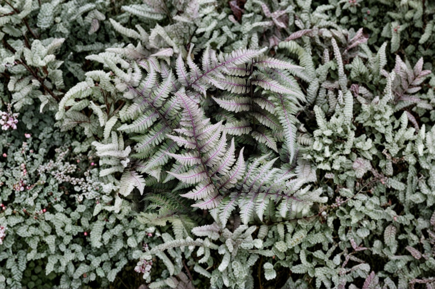 Athyrium niponicum 'Metallicum' | Japanese Painted Fern | Silver Purple Shade Perennial