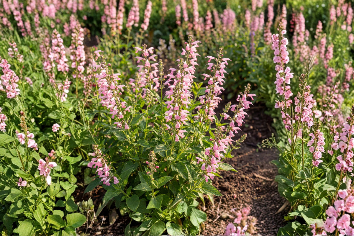 Salvia 'Eveline' Soft Pink Perennial Sage | Pollinator Friendly | Deer Resistant