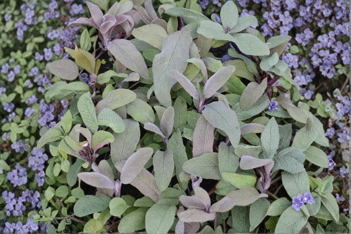 Purple Sage Plant | Salvia officinalis 'Purpurascens' | Aromatic Culinary Herb