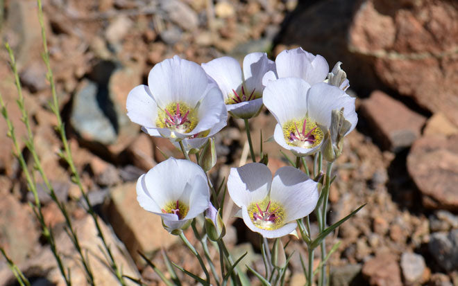 Calochortus Gunnisonii Seeds – Native Wildflower Bulb with White & Purple Blooms, Attracts Pollinators, 30 Seeds