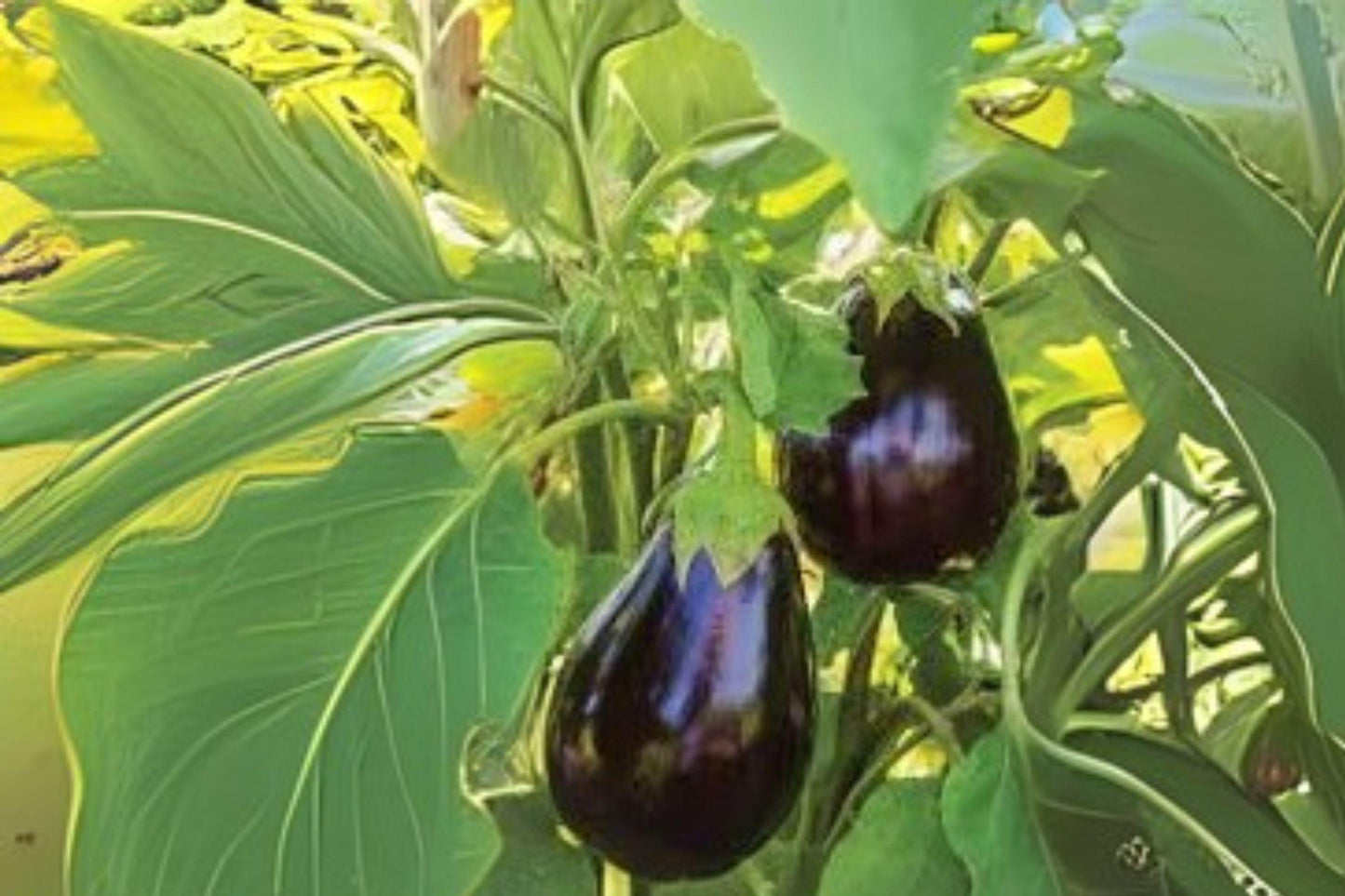 Black Beauty Eggplant Seeds, Heirloom Variety, Large Glossy Purple Fruits, Solanum melongena, 50 Seeds