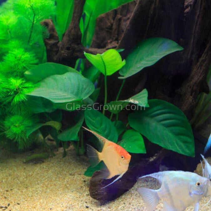 Mystery Anubias