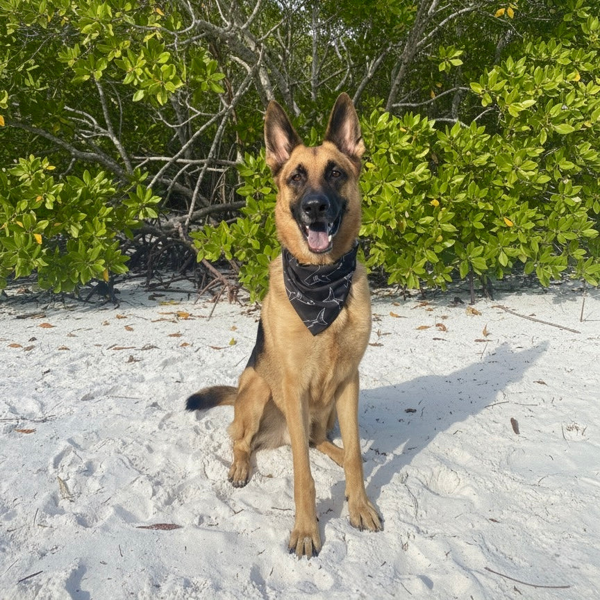 Shark Themed Dog Bandanna