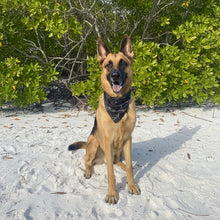 Shark Themed Dog Bandanna
