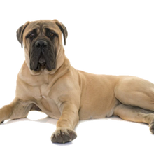 T-Rex Moose Antler Chew