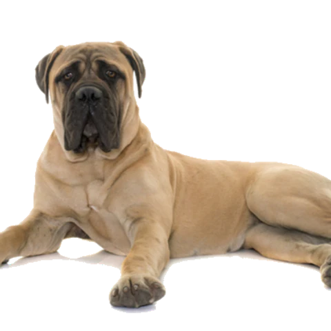 T-Rex Moose Antler Chew