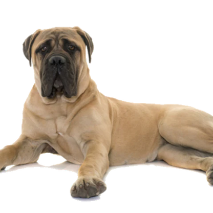 T-Rex Moose Antler Chew