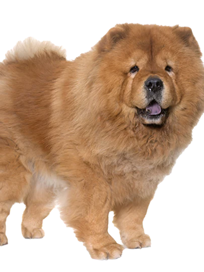 Extra Large Elk Chew