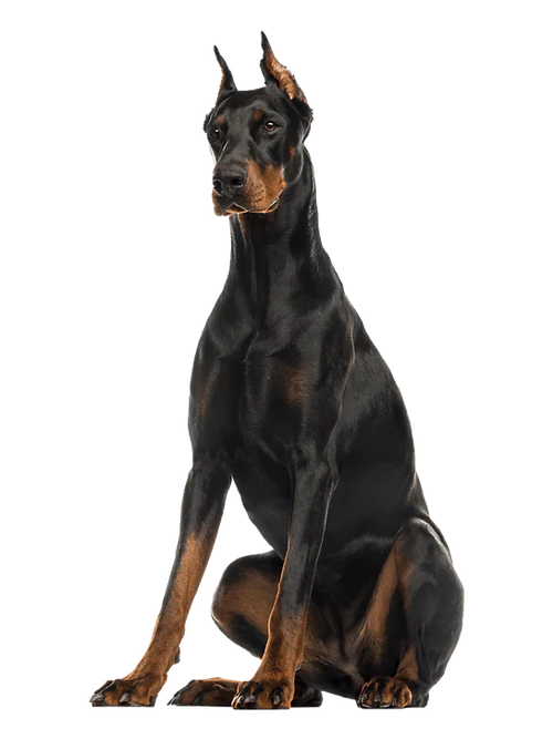 Mammoth Elk Antler Chew