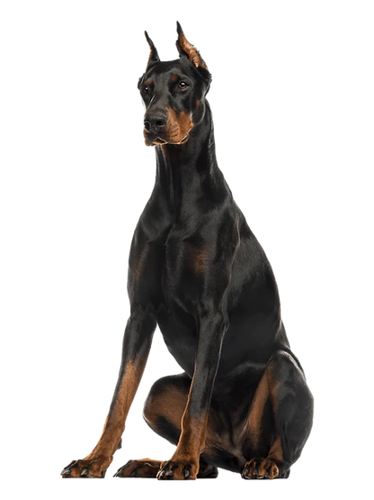 Mammoth Elk Antler Chew