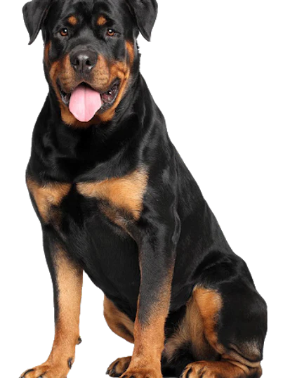 Mammoth Elk Antler Chew