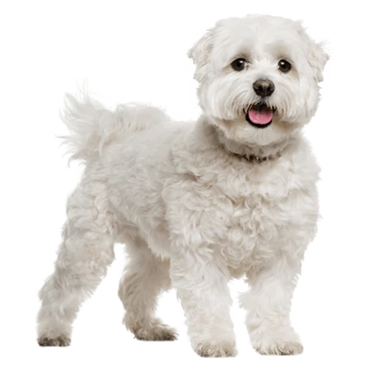 Extra Small Elk Chew (2pk)