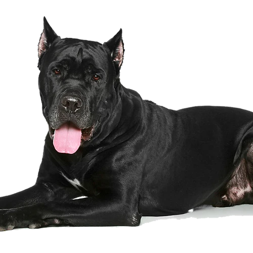 T-Rex Moose Antler Chew