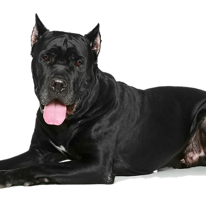 T-Rex Moose Antler Chew