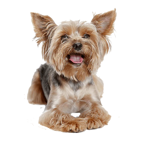 Extra Small Elk Chew (2pk)