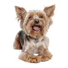 Extra Small Elk Chew (2pk)