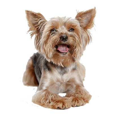 Extra Small Elk Chew (2pk)