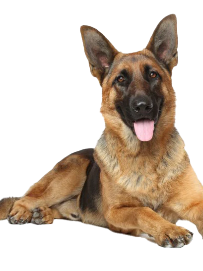 Mammoth Elk Antler Chew