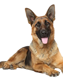 Mammoth Elk Antler Chew