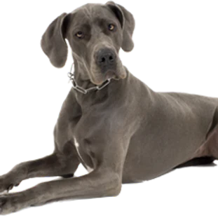 T-Rex Elk Antler Chew