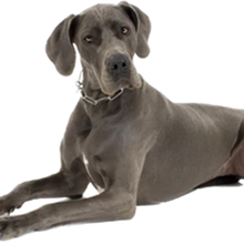 T-Rex Moose Antler Chew