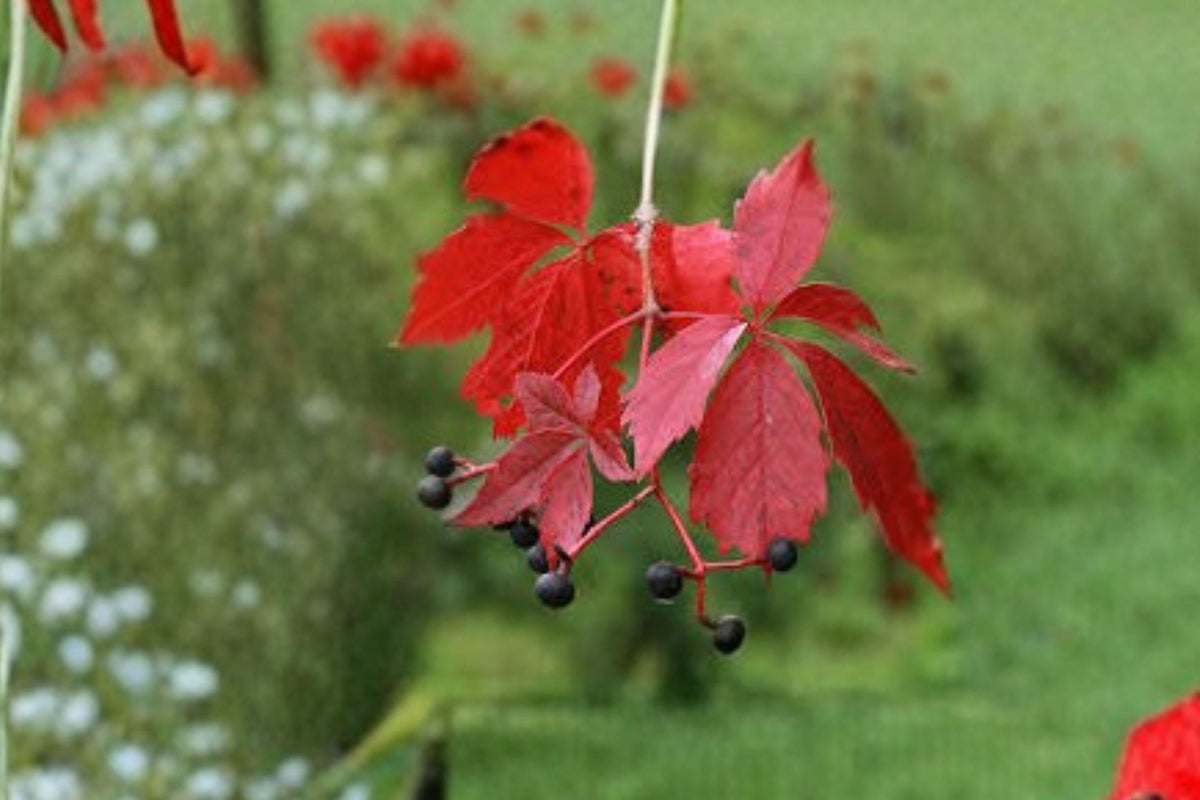 Virginia Creeper Seeds – Parthenocissus quinquefolia – Native Climbing Vine for Landscaping & Erosion Control