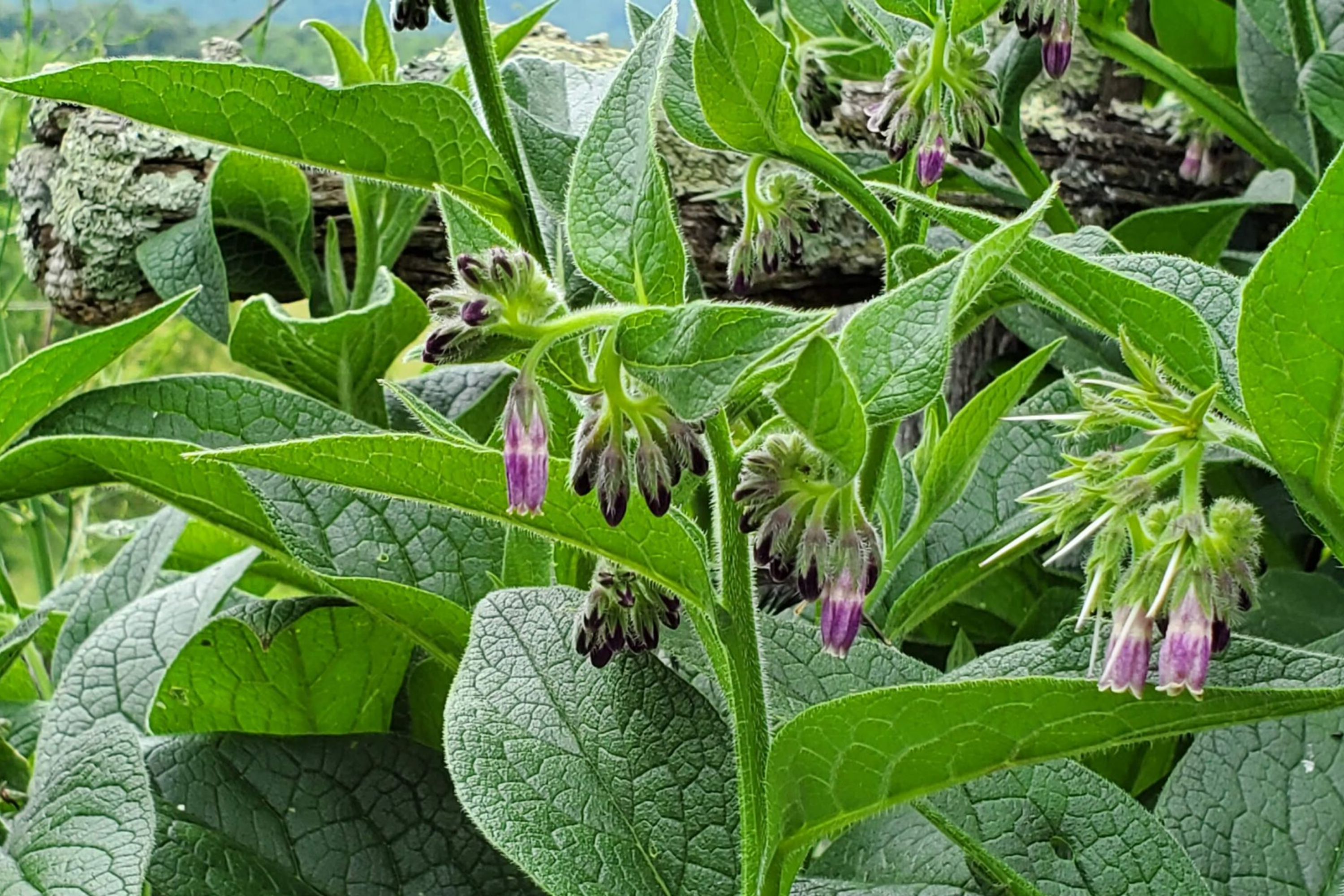 Live Root Cuttings Russian Comfrey - Bocking 4 Cultivar - Perennial Ga ...